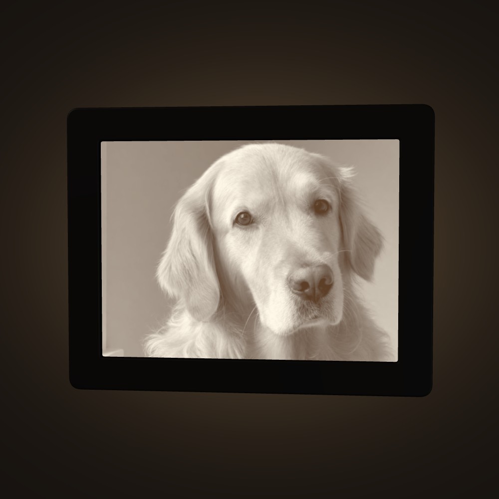 A golden retriever, lit